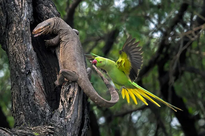 1st Place Winner: "Parakeet Biting Monitor Lizard" By Hira Punjabi