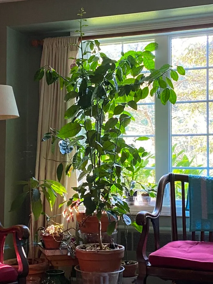 My Orange Trees, ~10 Years Old, Started From Pips!