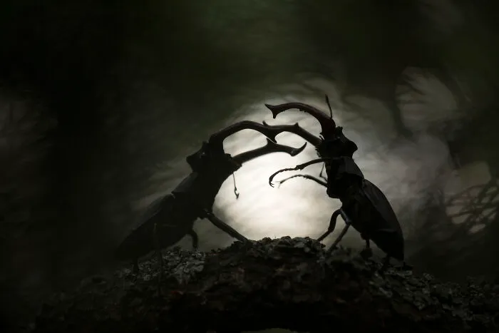 Close-Up Photographer Of The Year 6 And 1st Place In The Category Of Insects: "Clash Of The Titans" By Svetlana Ivanenko