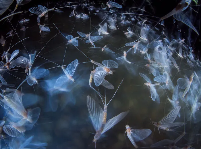 2nd Place In The Category Of Insects: "Mayfly Arena" By Imre Potyó