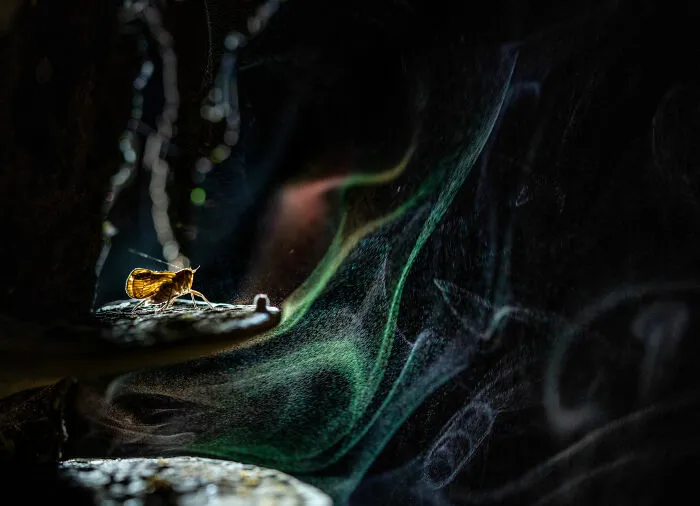 3rd Place Winner In The Category Of Insects: "My Own Galaxy" By Avilash Ghosh
