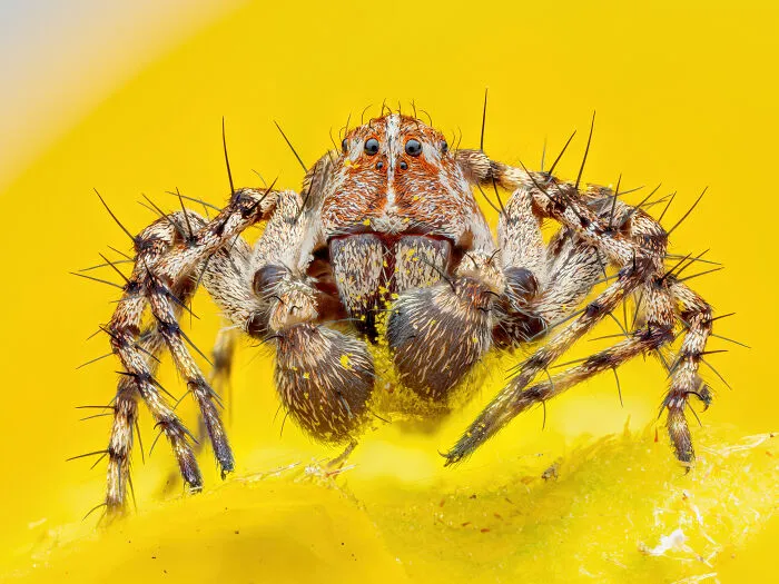 3rd Place In The Category Of Invertebrate Portrait: "Lynx Spider" By Manfred Auer