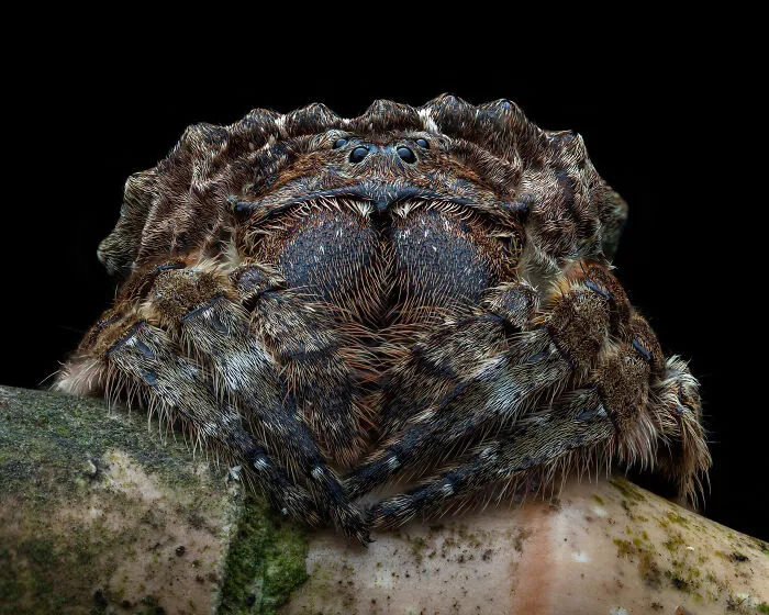 1st Place In The Category Of Invertebrate Portrait: "Bark Is Worse Than Its Bite" By Aran Gibbs
