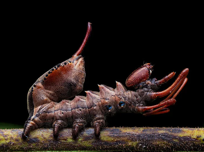 2nd Place In The Category Of Invertebrate Portrait: "Stauropus Fagi" By José Manuel Lois Rial