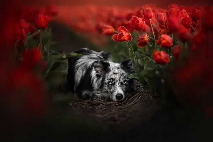 Scarlet