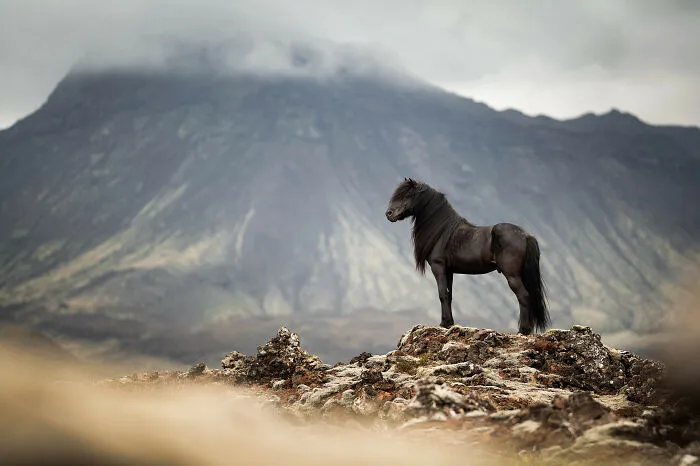 Equine Category Finalist Lina Kronholm