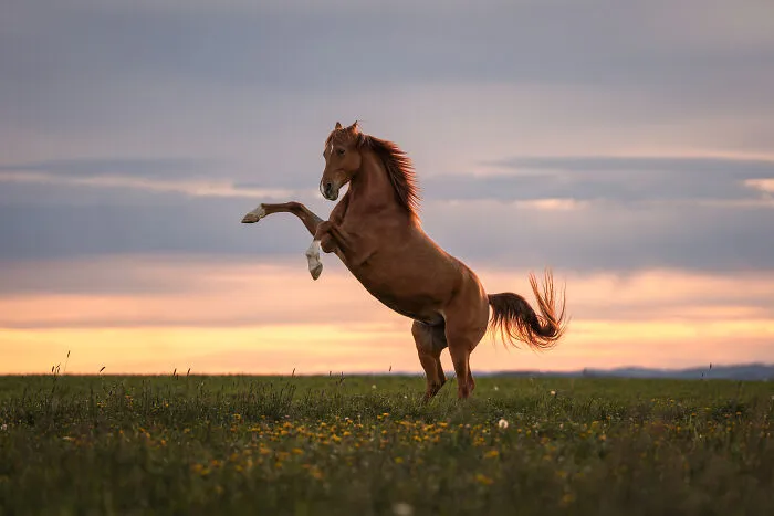 Equine Category Finalist Denise Strauch