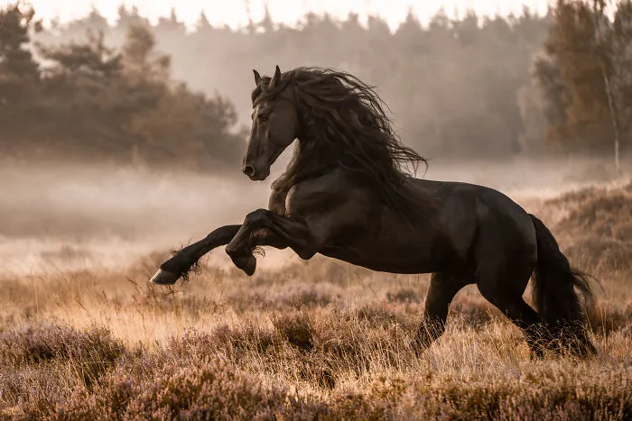 Equine Category Winner Sabrina Einig