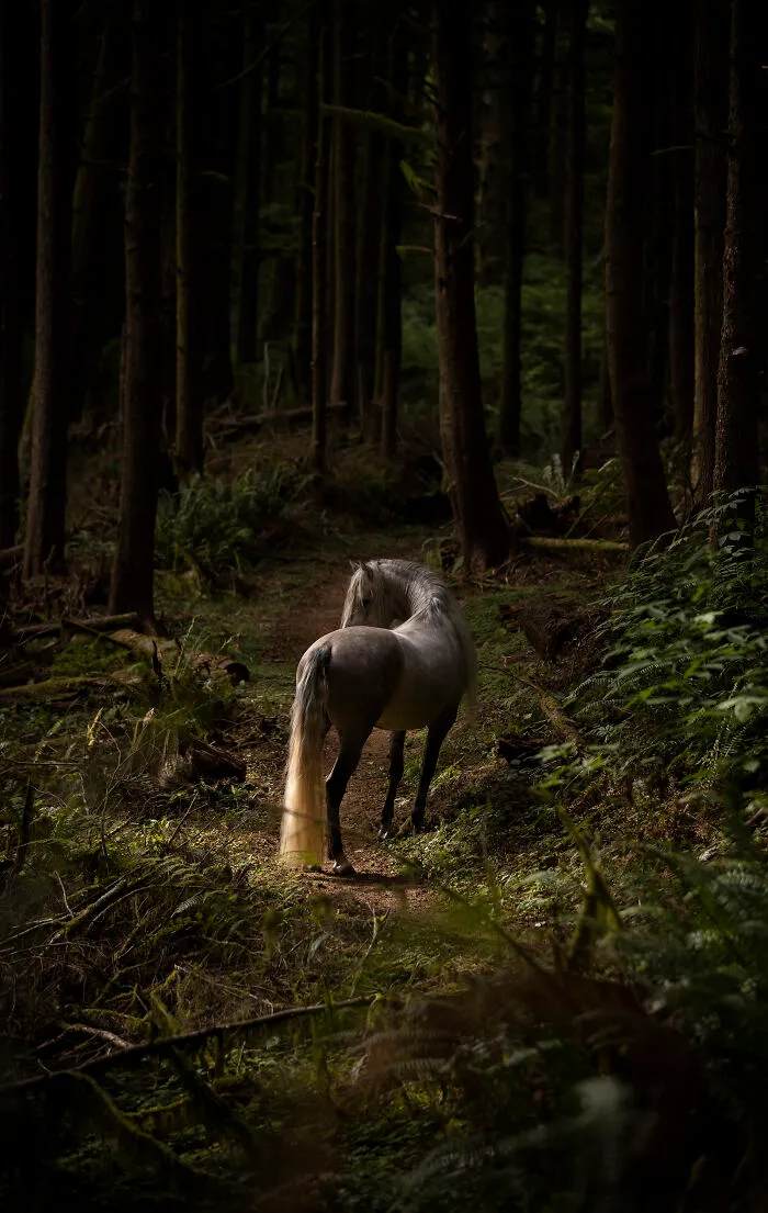 Equine Category Finalist Samantha Dawn Ebeling