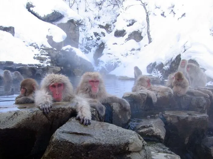 Jigokudani Hot Spring, Nagano, Japan