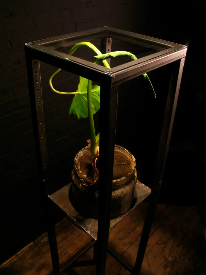 Taro Sculpture 2