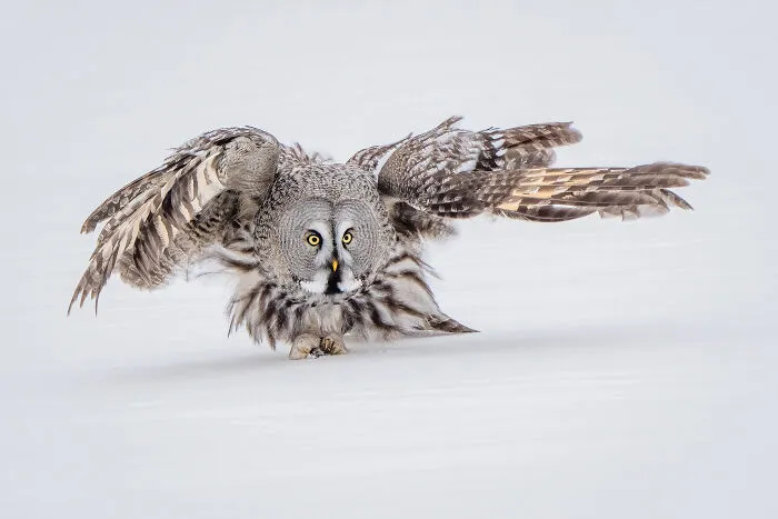 3rd Place Winner: "Great Grey Owl Landing In Snow" By Maggie Bullock