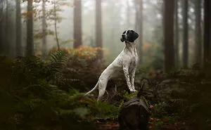 I’m A Dog Photographer And These Are 22 Stunning Dogs I Captured In 2024