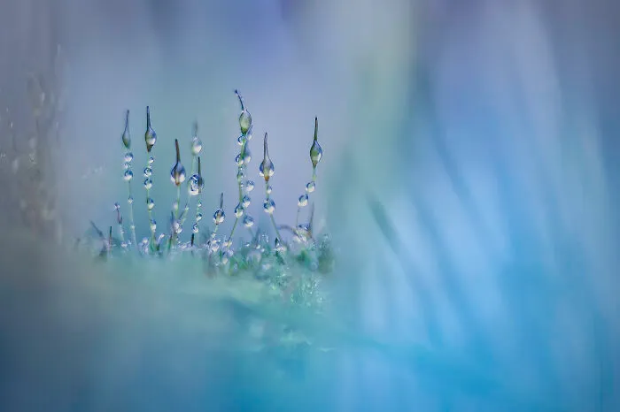 1st Place In The Category Of Plants: "Mosses" By Piet Haaksma