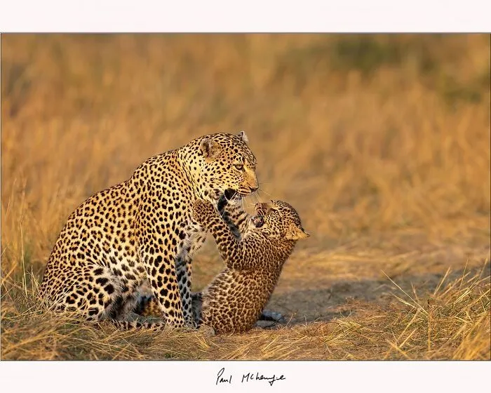 This Photographer’s Stunning Aerial And Wildlife Shots Might Make You See The World Differently (53 Pics)