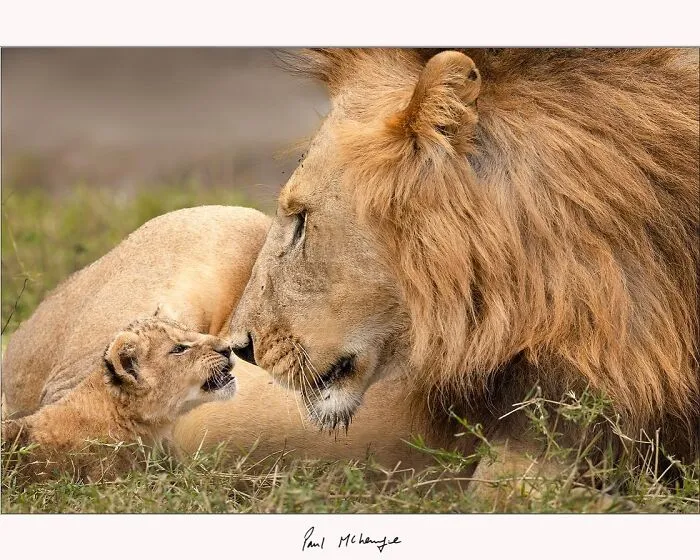 This Photographer’s Stunning Aerial And Wildlife Shots Might Make You See The World Differently (53 Pics)