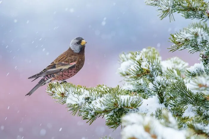 Best Portrait, Gold: "Winter Pink" By Alan Murphy