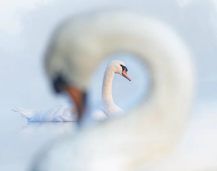 Best Portrait. Silver: "Swanception" By Samual Stone