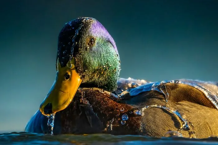 Best Portrait, Highly Commended: "Waterproof" By Christopher Baker