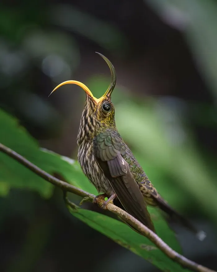 Best Portrait, Highly Commended: "The Sicklebill's Yawn" By Pablo Andrés Ortega