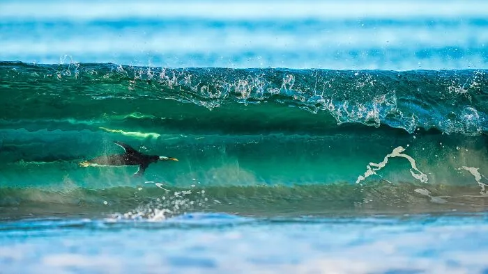 Birds In The Environment, Silver: "Surfing On The Other Side" By Levi Fitze