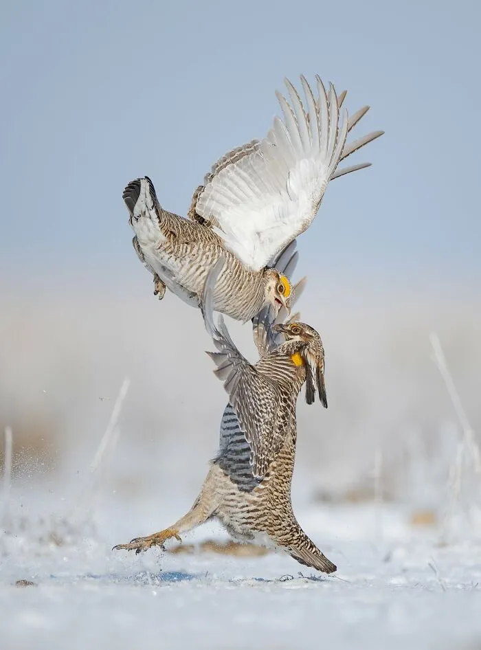Bird Behaviour, Highly Commended: "Hammer Slam" By Alan Murphy