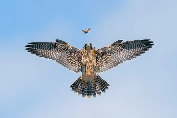 Bird Behaviour, Silver: "Playful Fledgling" By Jack Zhi