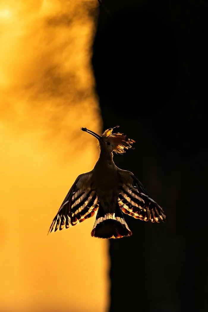 Birds In Flight, Gold: "Dawn's Whispers" By Hermis Haridas