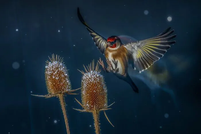 Birds In Flight, Silver: "Heavenly Elegant Flight" By Nicolas Groffal