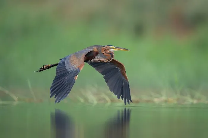 Birds In Flight, Highly Commended: "Purple Heron" By Chen Ein-Dor