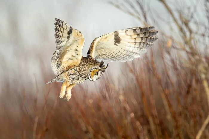 Birds In Flight, Highly Commended: "Long Eared Owl Dive" By Daniel Dietrich