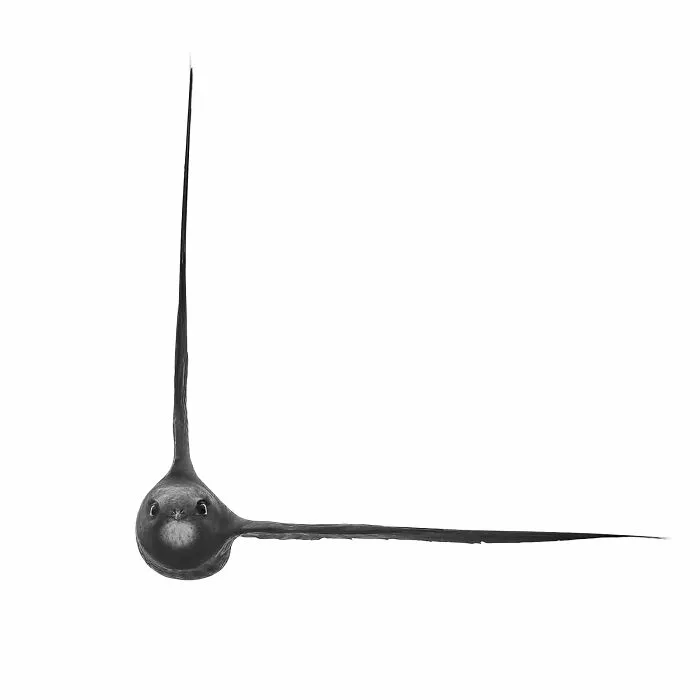 Black And White, Highly Commended: "Flying At The Right Angle" By Eden Davies