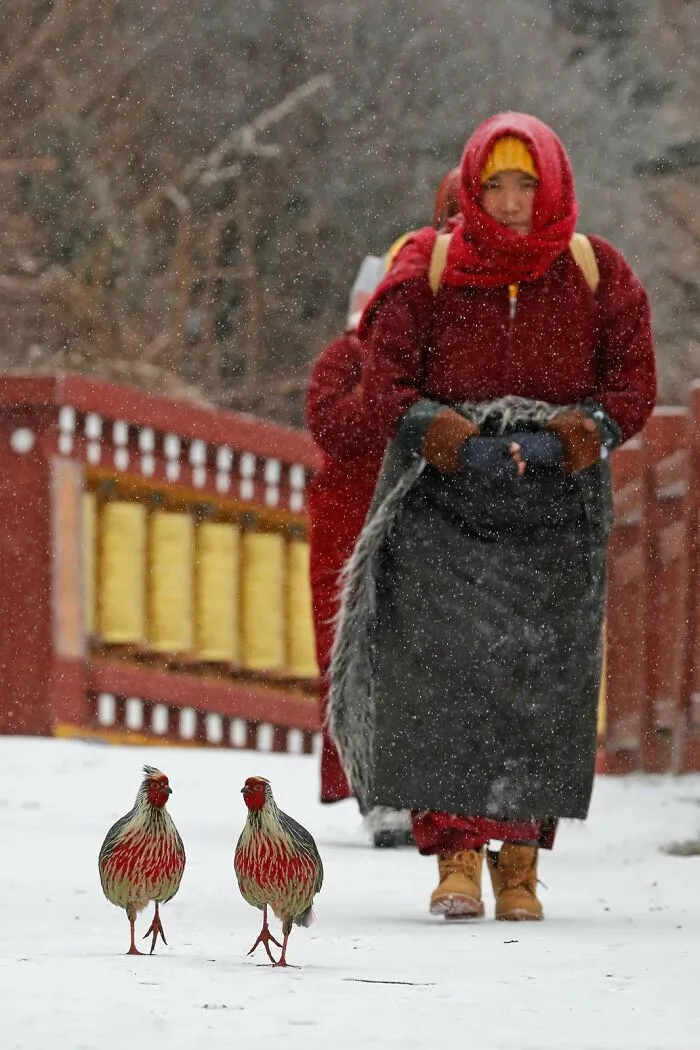 Urban Birds, Highly Commended: "Blood Pheasants And Buddhist Nuns" By Zhengze Xu