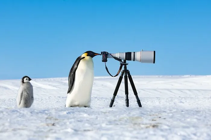 Comedy Bird Photo, Highly Commended: "Emperor Spy" By Thomas Vijayan