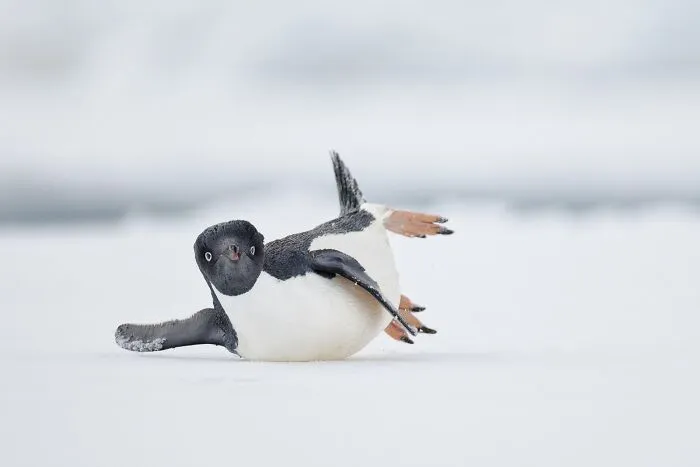 Comedy Bird Photo, Gold: "A Modern Dancer" By Nadia Haq