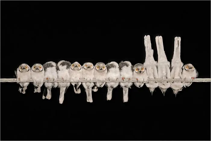 Comedy Bird Photo, Bronze: "Helmetshrikes Preparing To Sleep" By Gary Collyer