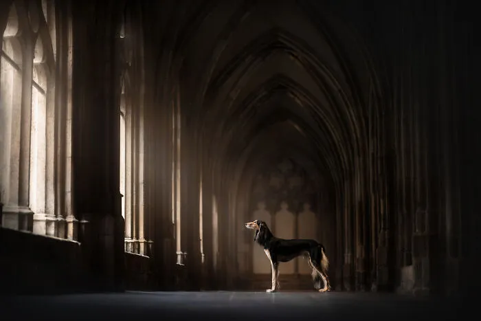 Stunning dog in an ornate hall, captured with dramatic lighting by a dog photographer.