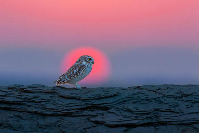 Highly Commended: Hermis Haridas