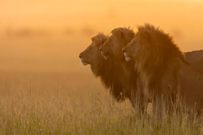 Discovery Of The Year - Wildlife: Three In One By Girish Jamadagni