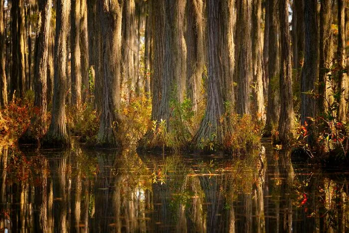 Discovery Of The Year - Landscapes: Fall In The Cypress Swamp By Ben Murphy