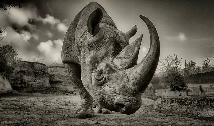 Photographer Of The Year - Wildlife: Nose To Nosehorn By George Dian Balan