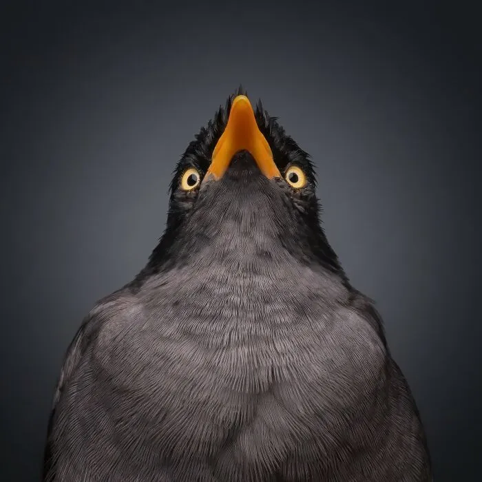 Photographer Of The Year - Animals: Double Chin By Bernard Sim