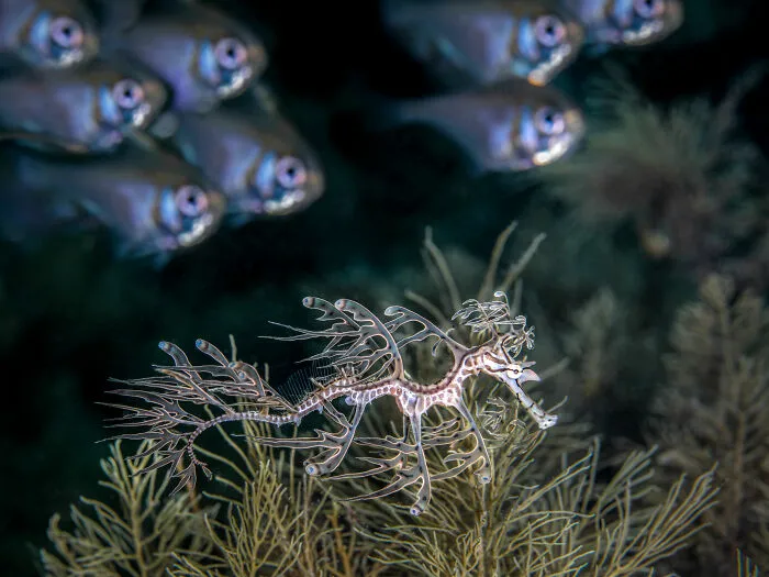 2nd Place In The Category Of Underwater: "Search For The Dragon" By Jenny Stock