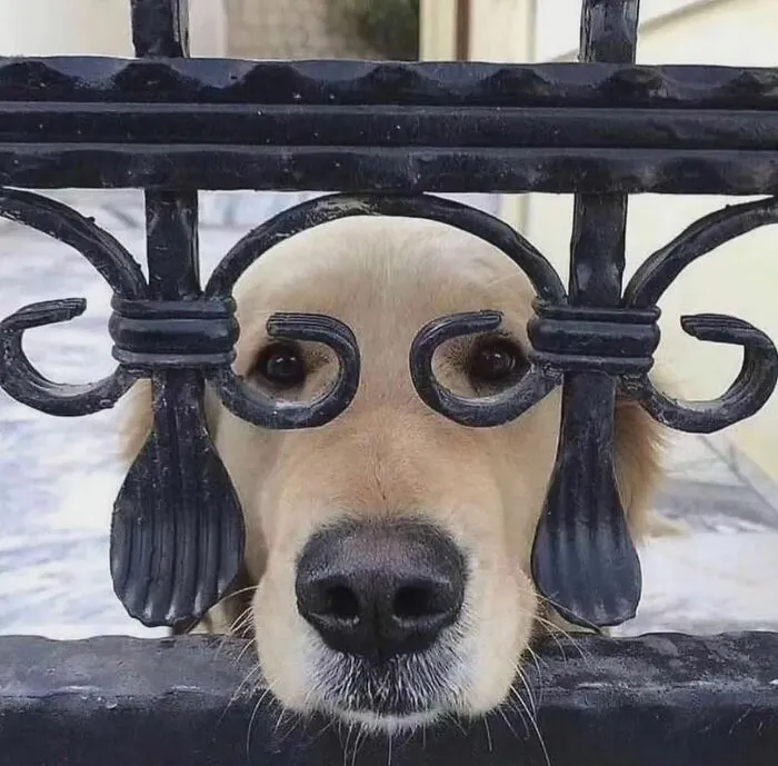 This Account Shares Amusing Street Photos—And Here Are The 35 Best Dog-Themed Examples