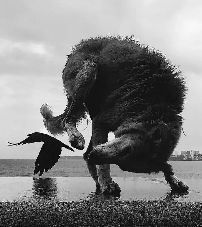 This Account Shares Amusing Street Photos—And Here Are The 35 Best Dog-Themed Examples