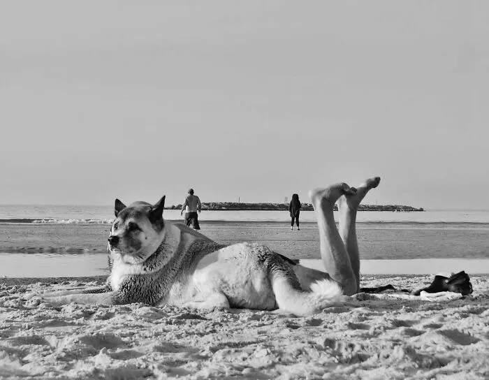 This Account Shares Amusing Street Photos—And Here Are The 35 Best Dog-Themed Examples
