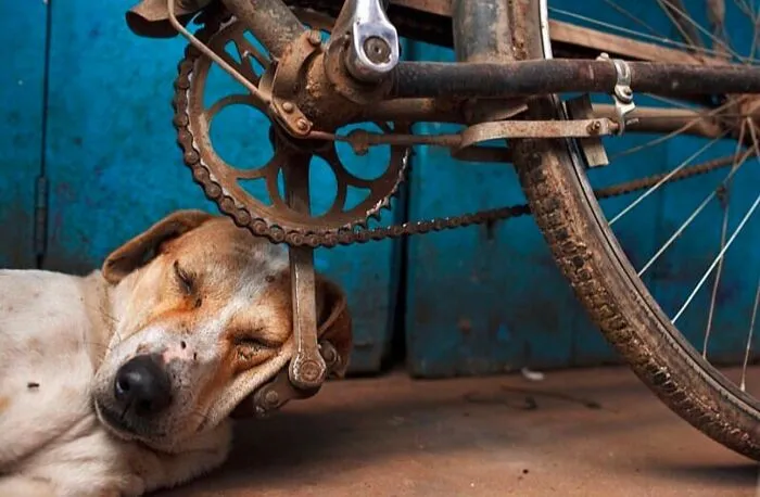 This Account Shares Amusing Street Photos—And Here Are The 35 Best Dog-Themed Examples