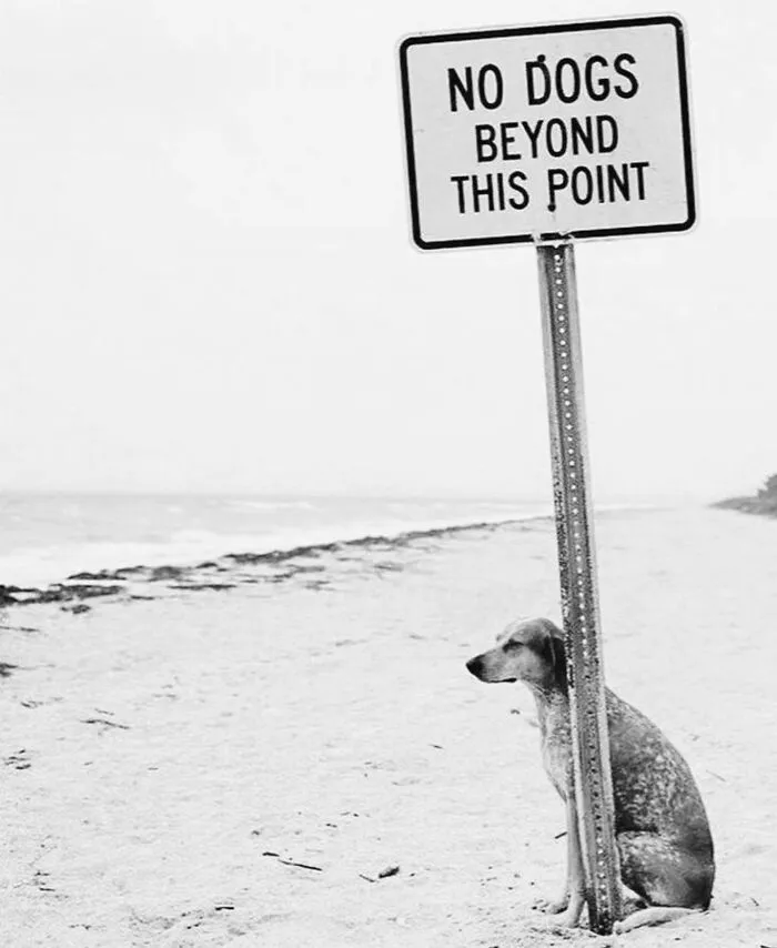 This Account Shares Amusing Street Photos—And Here Are The 35 Best Dog-Themed Examples
