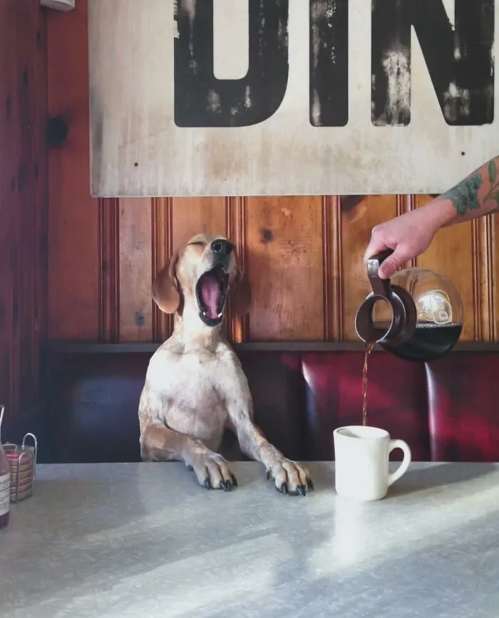 This Account Shares Amusing Street Photos—And Here Are The 35 Best Dog-Themed Examples