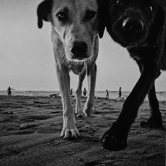 This Account Shares Amusing Street Photos—And Here Are The 35 Best Dog-Themed Examples